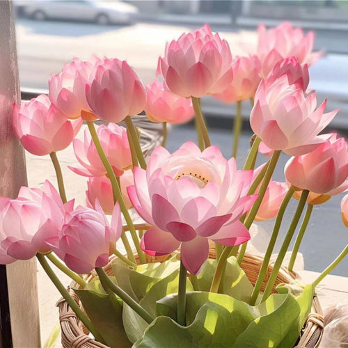 The Sacred Bonsai Bowl Lotus Flower